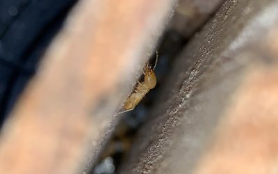 Termite Detection is what we do