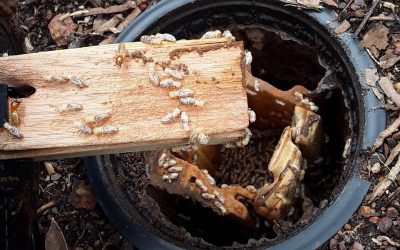 Smart Termite Monitors